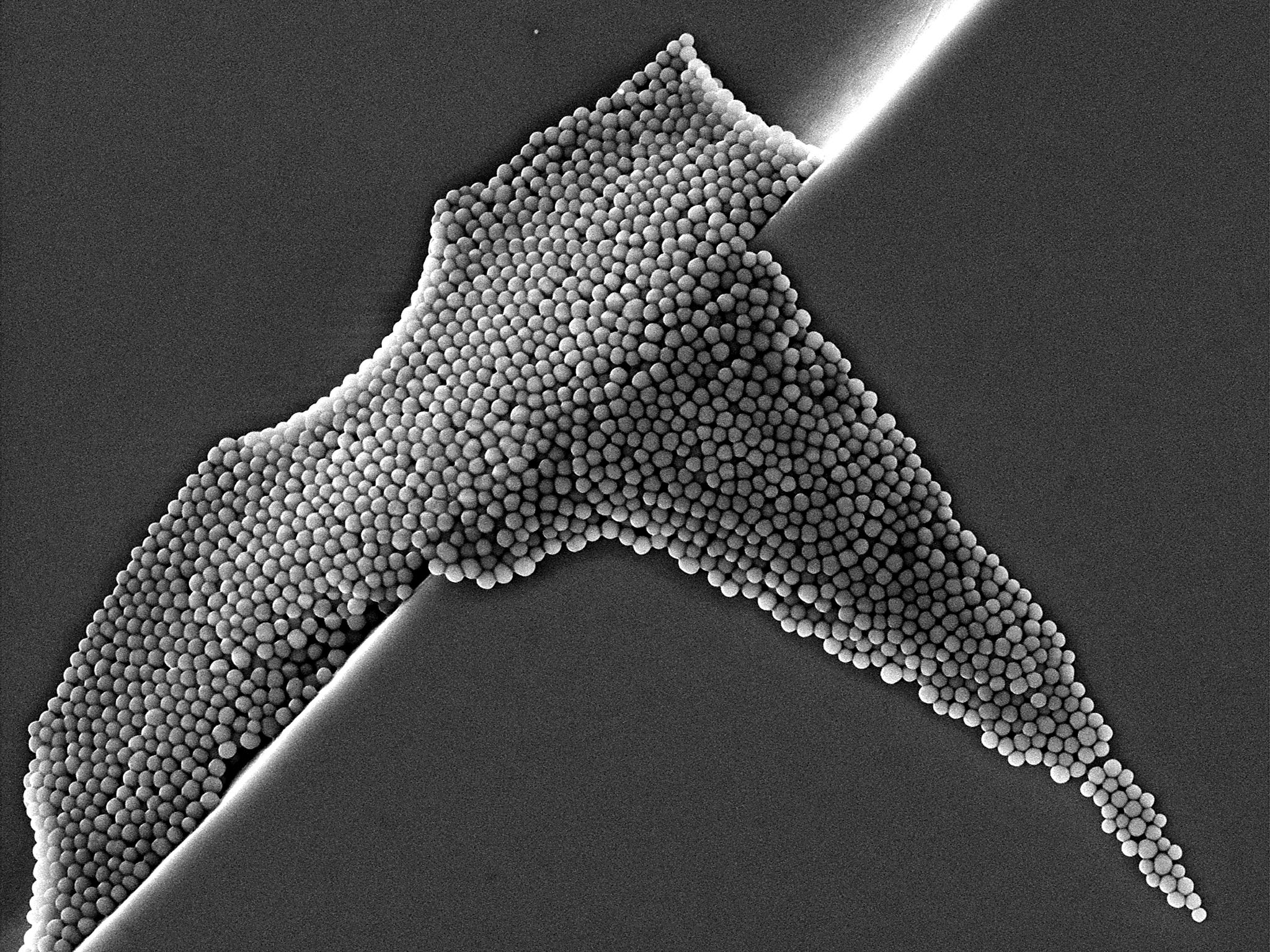 Nanoparticules de silice