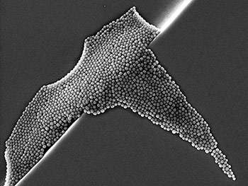 Image nanoparticules au MEB