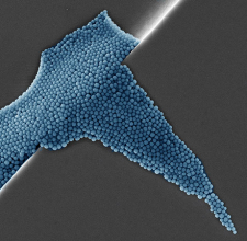Caracterisation nanomateriaux MEB